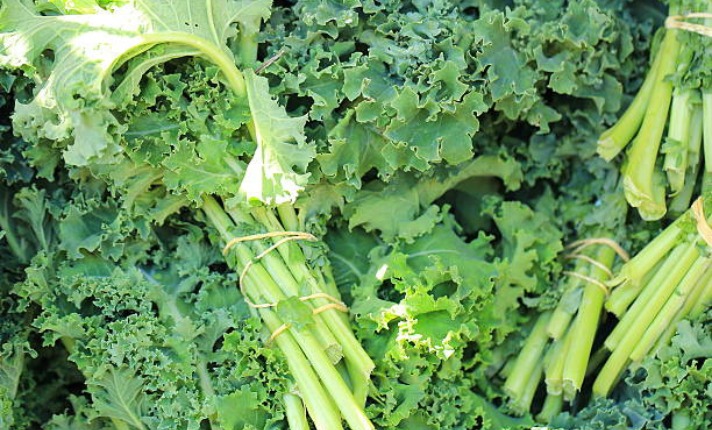 Harvesting kale