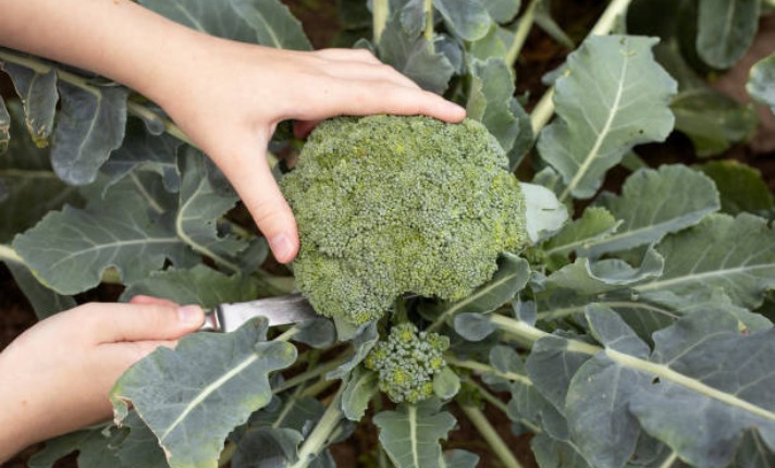 Harvesting Broccoli