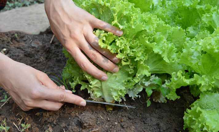 Harvesting Stage