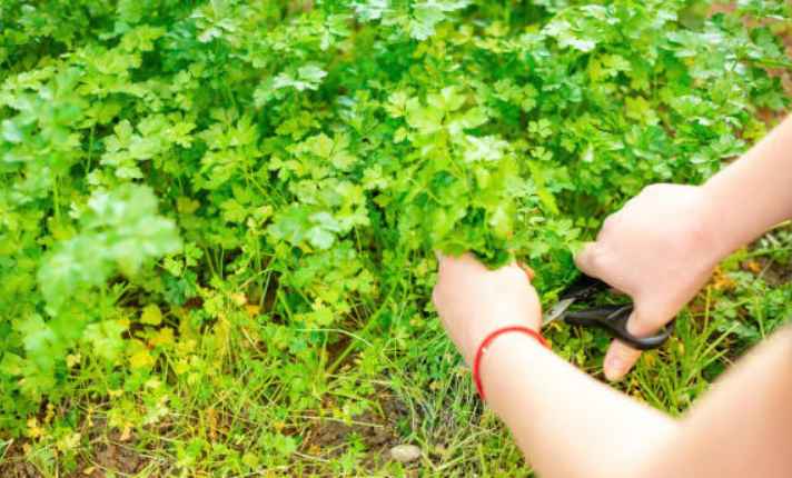 Harvesting Stage