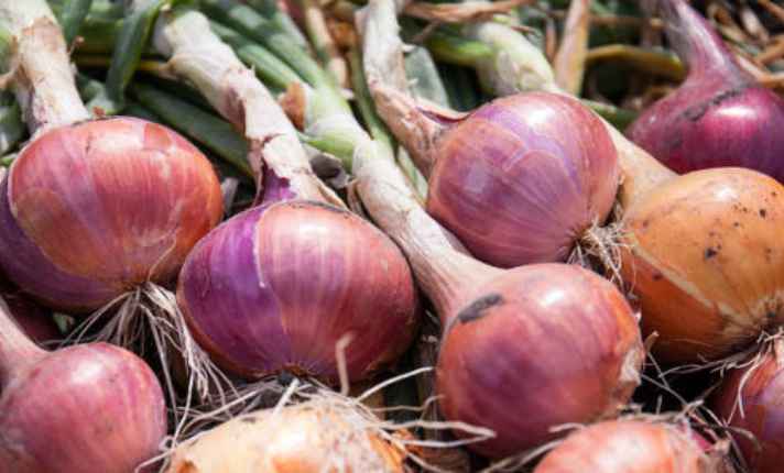 Onion Harvesting