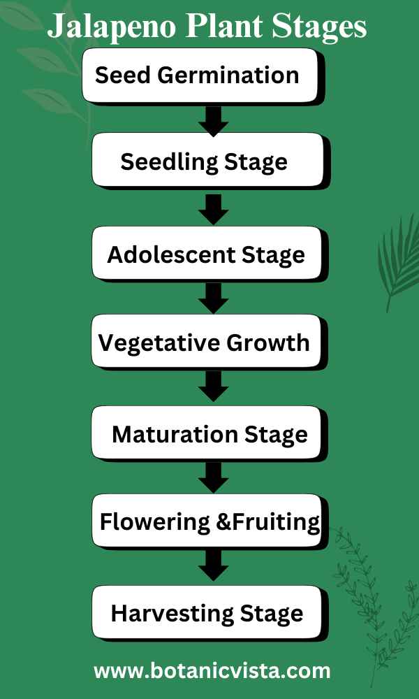 Jalapeno Plant Stages