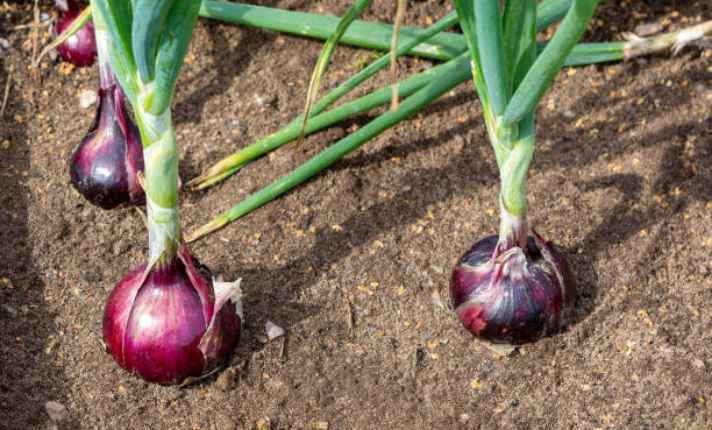 Onion Maturation Stage
