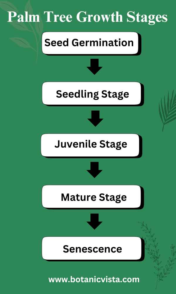 Infographic - Palm Tree Growth Stages