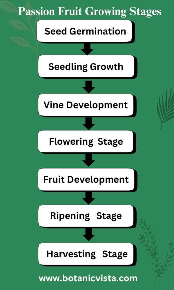 Infographic - Passion Fruit Growing Stage