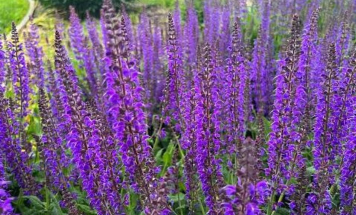 Perennial Salvia