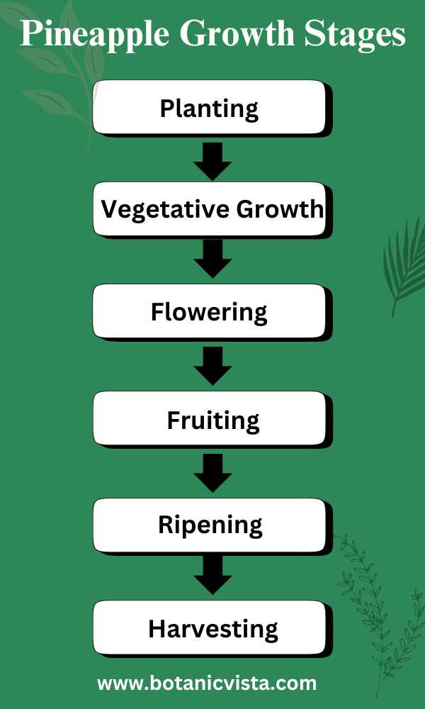 Infographic - Pineapple Growth Stages