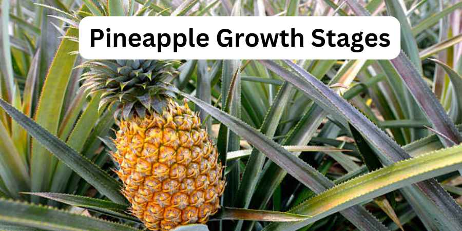 Pineapple Growth Stages