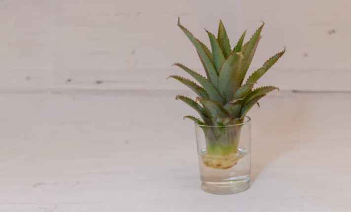 Planting Stage