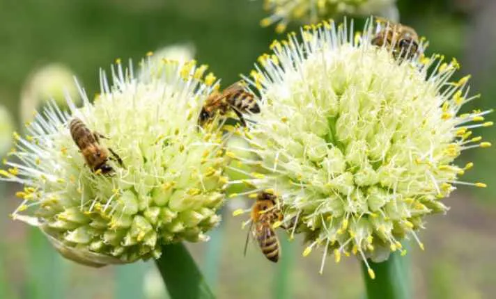 Onion Pollination Stage