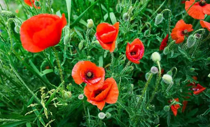 Caring for Indoor Poppies