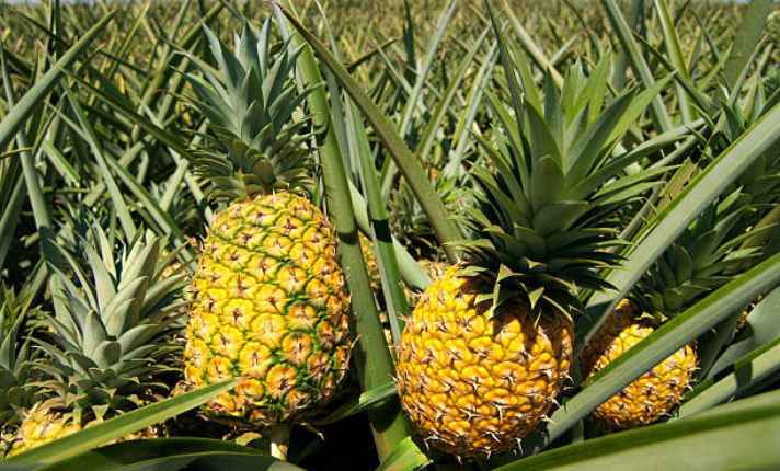 Pineapple Ripening and Harvesting