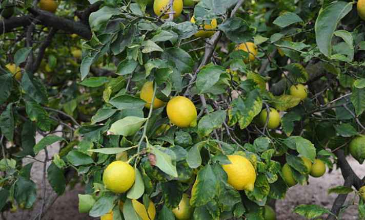 Ripening Stage