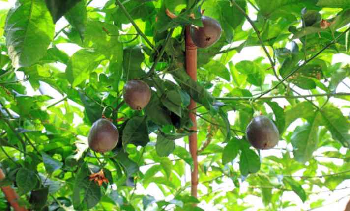 Ripening Stage