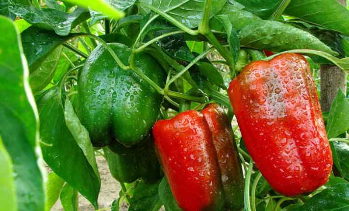 Ripening Stage