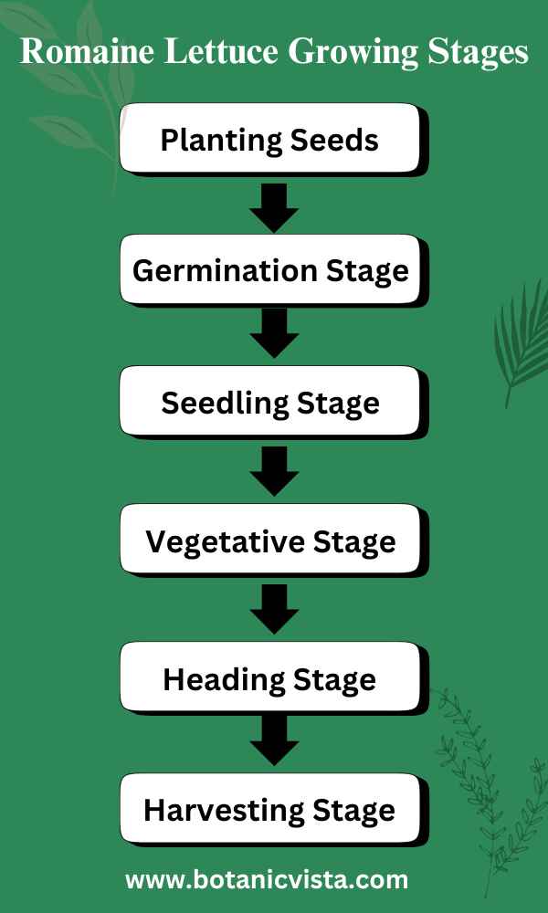 Infographic - Romaine Lettuce Growing Stages