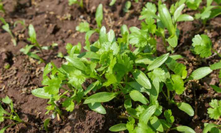 Seedling Stage