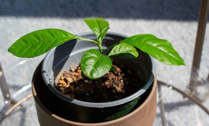 Seedling  Stage 