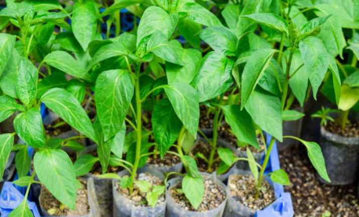 Seedling Stage