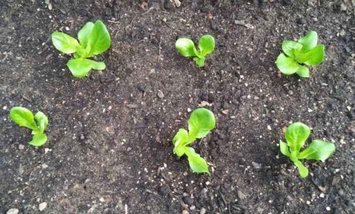 Seedling Stage