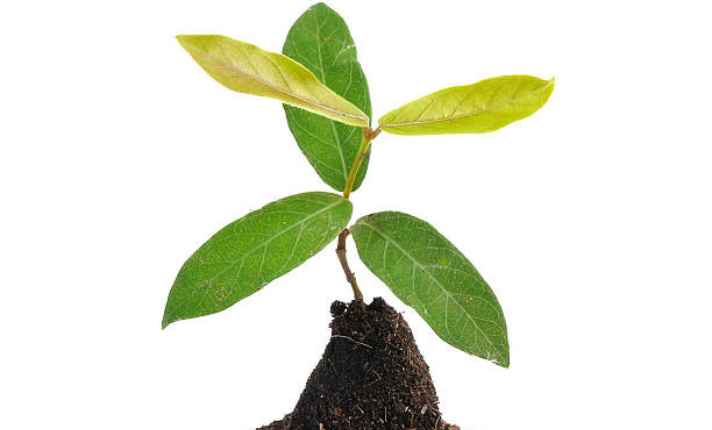 Seedling Stage
