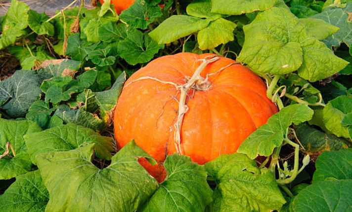 Sugar pumpkins variety - Growing Pumpkins in Containers