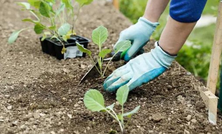 Transplanting Broccoli Seedlings