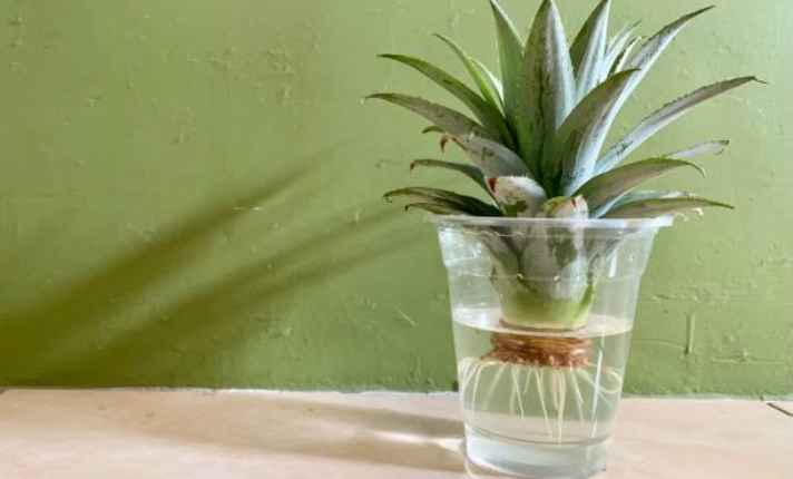 Vegetative Growth Phase