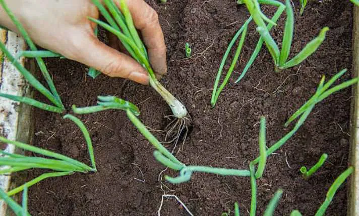 Bulb Formation