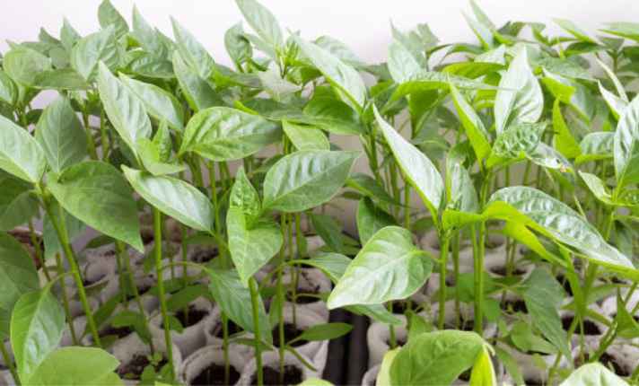 Vegetative Stage
