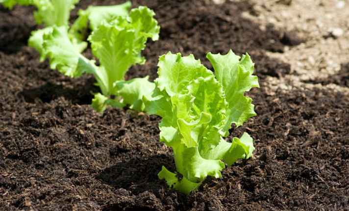 Vegetative Stage