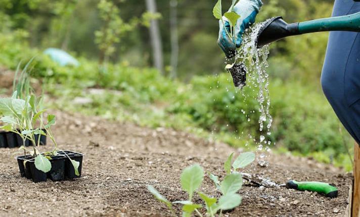 Watering Broccoli