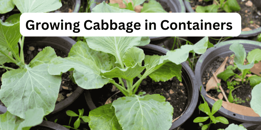 Growing Cabbage in Containers