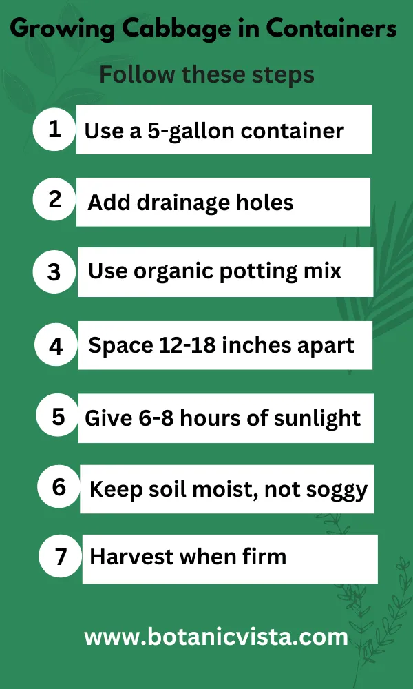 Infographic - Growing Cabbage in Containers 