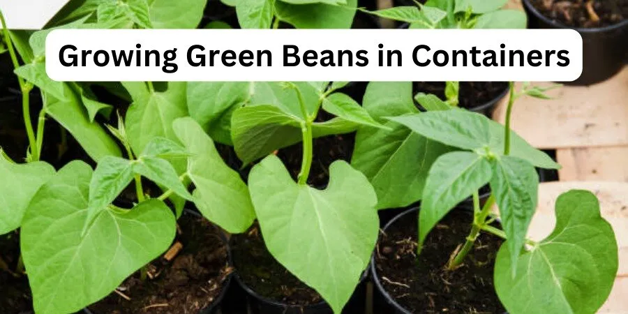 Growing Green Beans in Containers