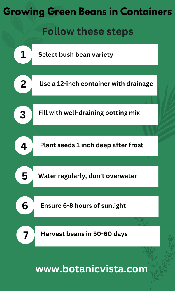 Infographic - Growing Green Beans in Containers