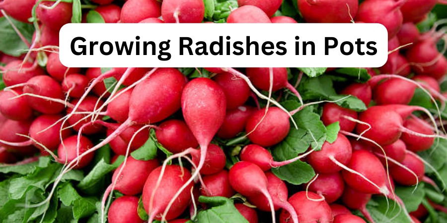 Growing Radishes in Pots
