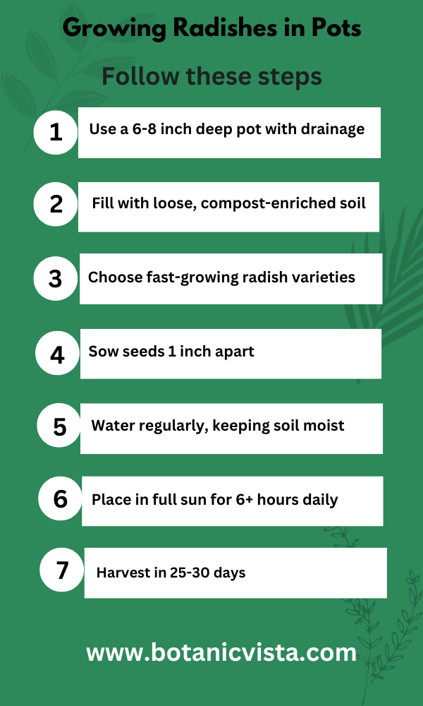 Infographic - Growing Radishes in Pots
