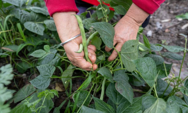 Growing Green Beans in Containers - Beans Harvesting