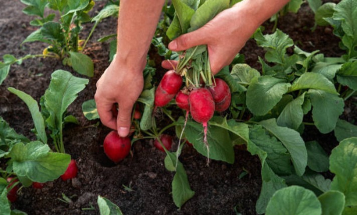 Harvesting Radishes