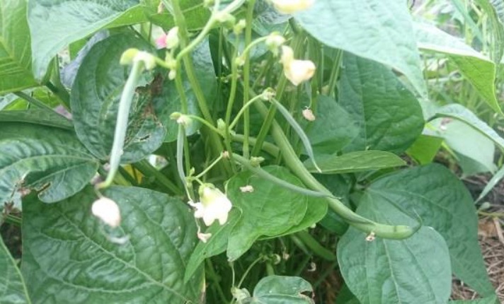 Growing the Green Bean in Containers