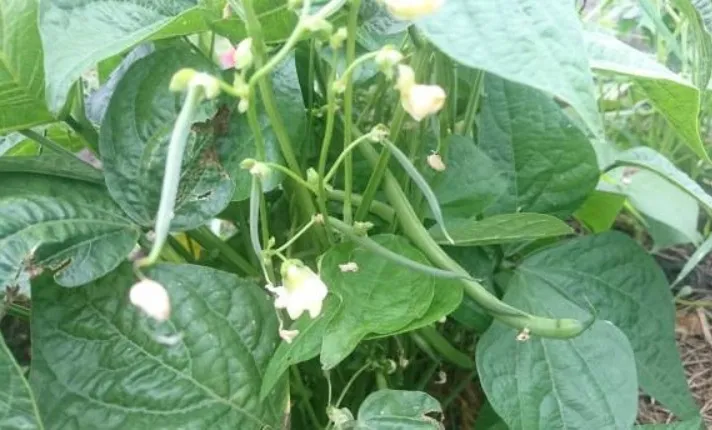 Growing the Green Bean in Containers 