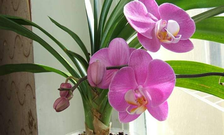 How Long Do Blooms Last in Pots