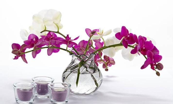 How Long Do They Last in a Vase?