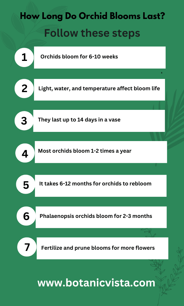 Infographic - How Long Do Orchid Blooms Last?