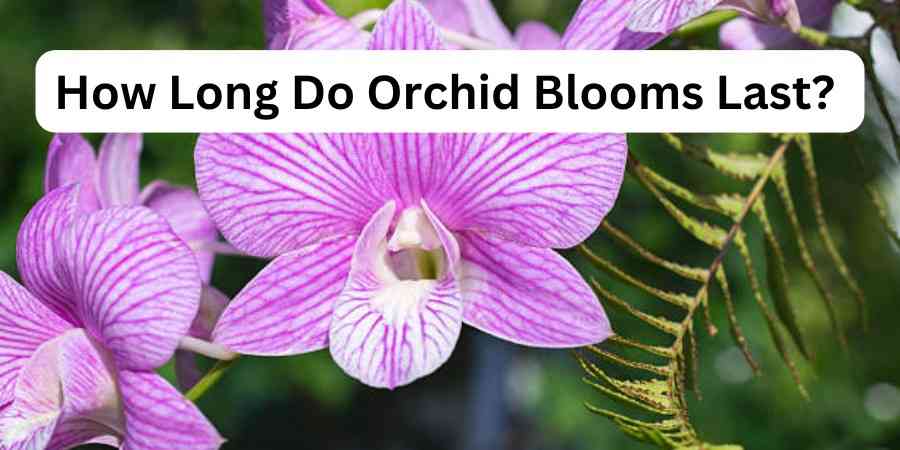 How Long Do Orchid Blooms Last?
