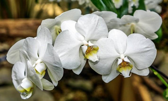 How Long Do Phalaenopsis Blooms Last