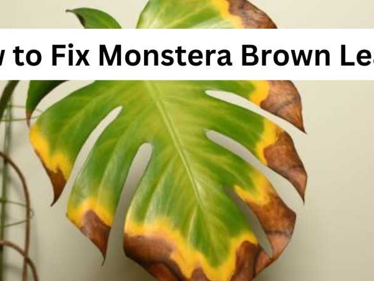 How to Fix Monstera Brown Leaves - 4 Quick Solutions