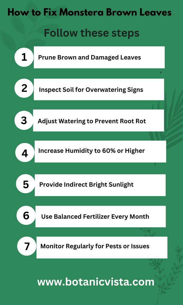 Infographic of How to Fix Monstera Brown Leaves