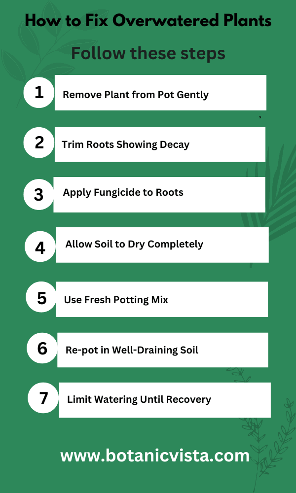 Infographic of How to Fix Overwatered Plants
